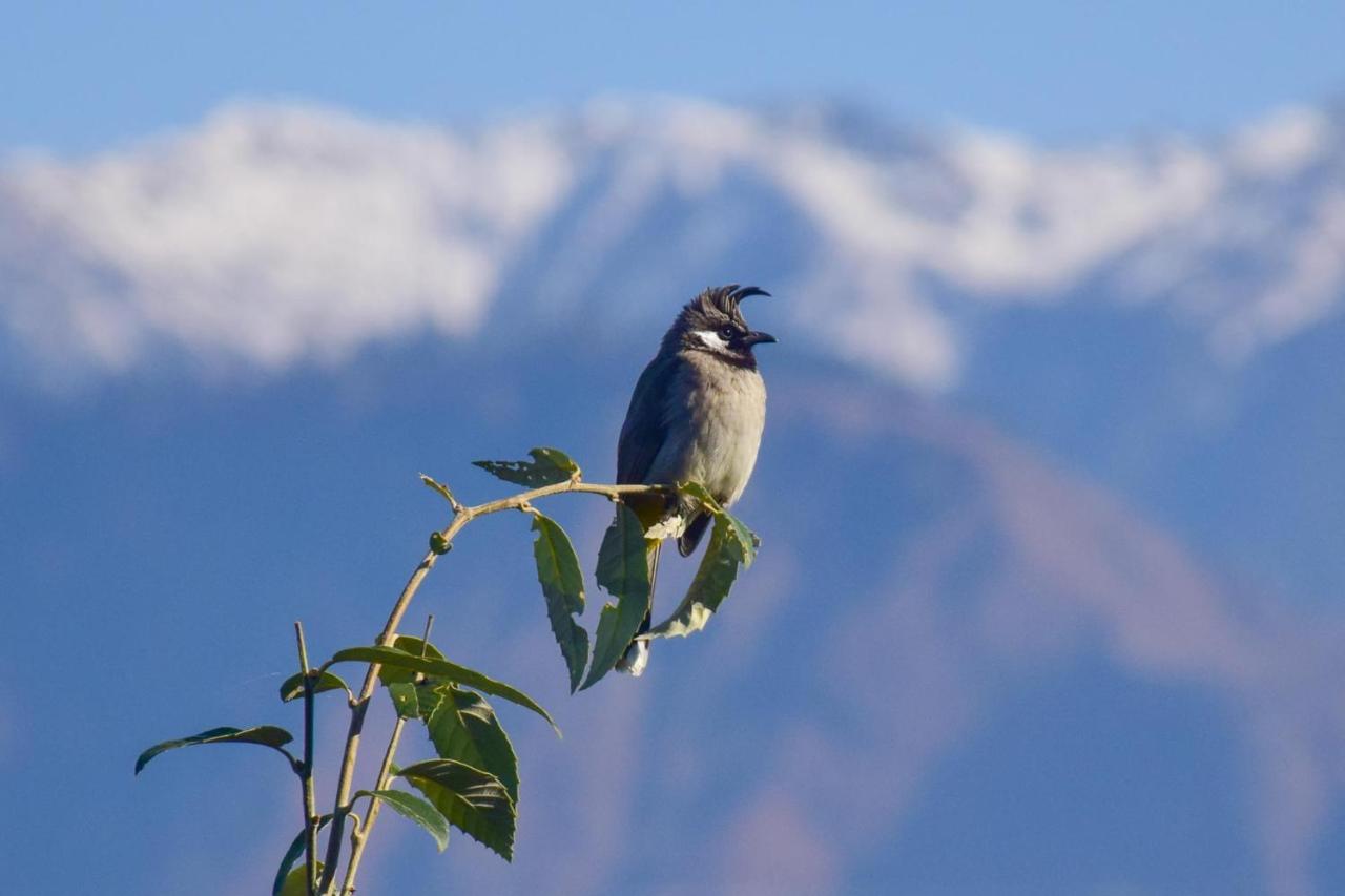 Nature Lover'S Paradise-Tirthan Valley Jibhi Exteriér fotografie